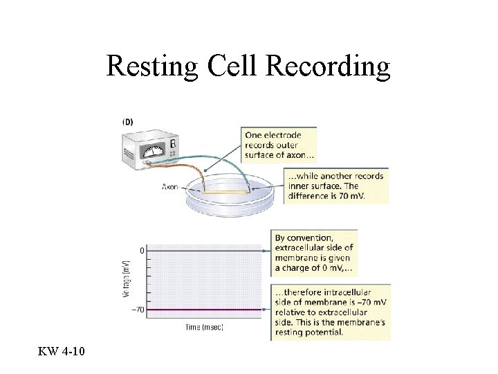 Resting Cell Recording KW 4 -10 