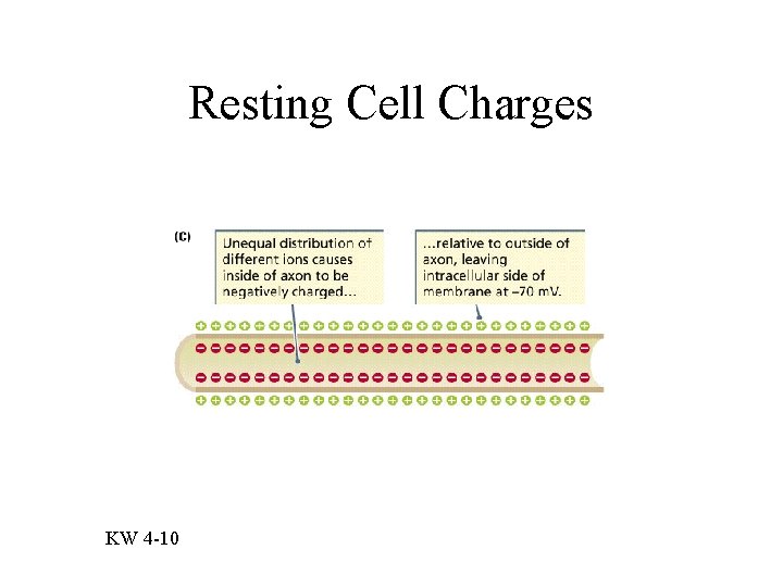 Resting Cell Charges KW 4 -10 