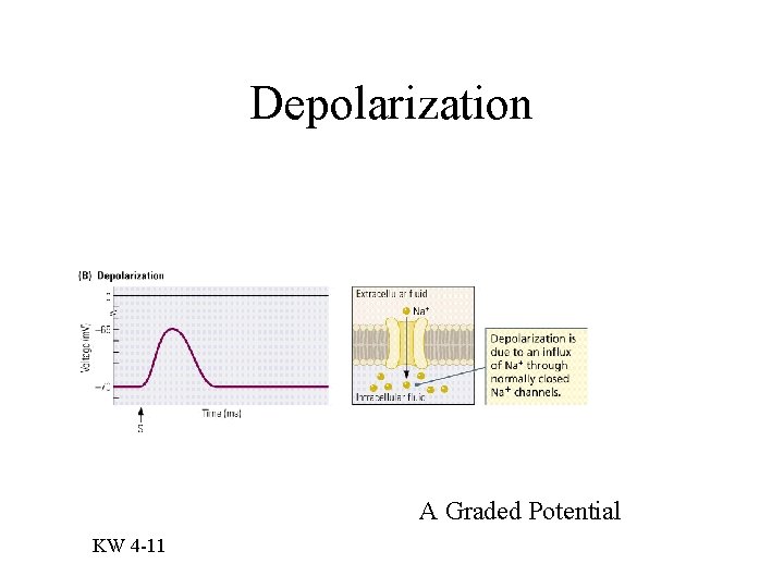 Depolarization A Graded Potential KW 4 -11 