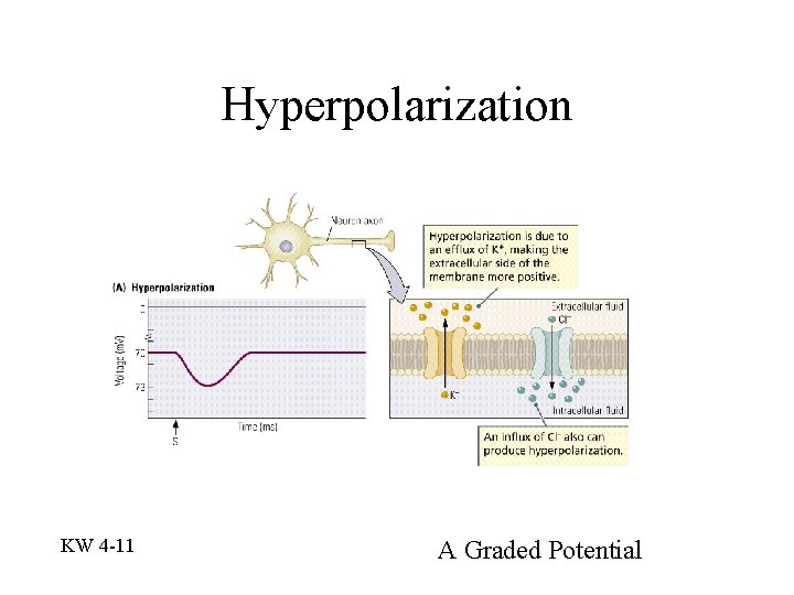 Hyperpolarization KW 4 -11 A Graded Potential 