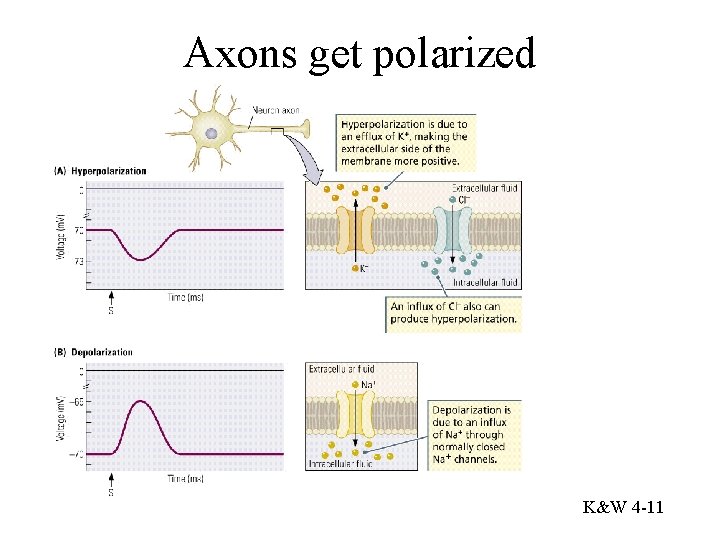 Axons get polarized K&W 4 -11 