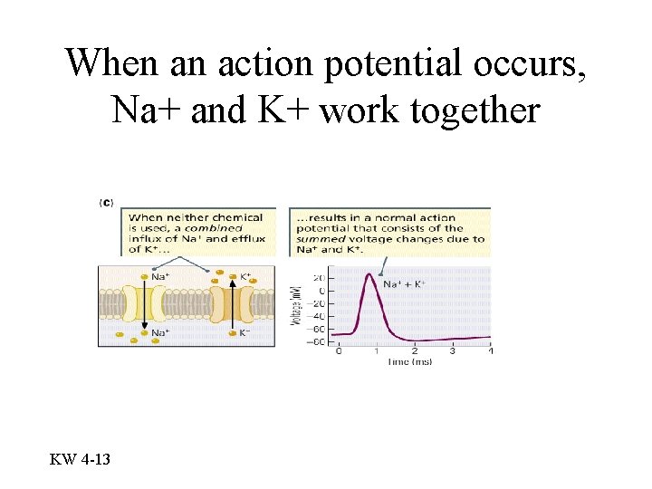 When an action potential occurs, Na+ and K+ work together KW 4 -13 