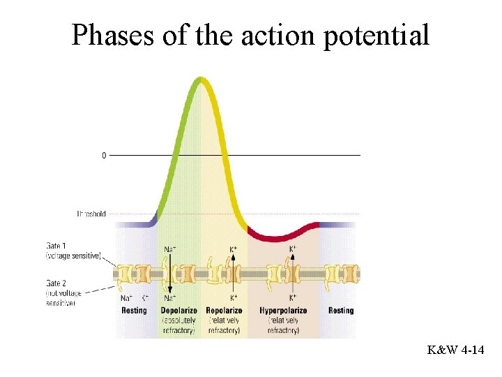 Phases of the action potential K&W 4 -14 