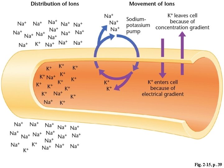 Fig. 2 -15, p. 39 