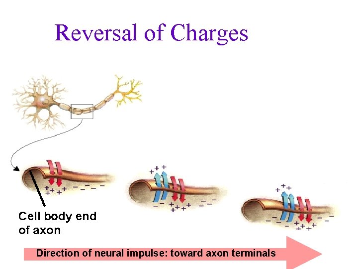 Reversal of Charges Cell body end of axon Direction of neural impulse: toward axon