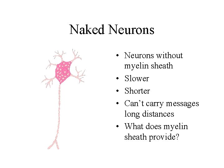 Naked Neurons • Neurons without myelin sheath • Slower • Shorter • Can’t carry