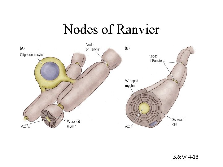 Nodes of Ranvier K&W 4 -16 