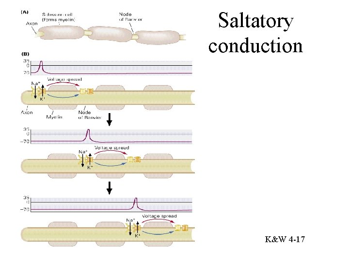 Saltatory conduction K&W 4 -17 