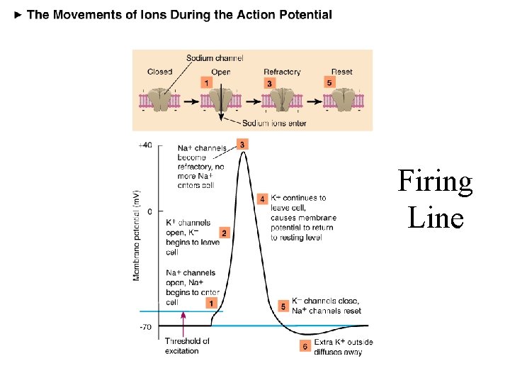 Firing Line 