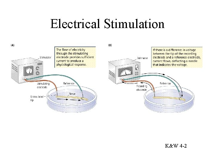 Electrical Stimulation K&W 4 -2 