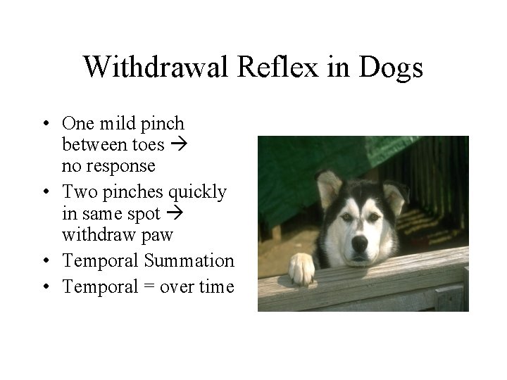 Withdrawal Reflex in Dogs • One mild pinch between toes no response • Two