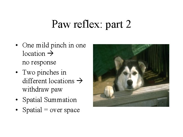 Paw reflex: part 2 • One mild pinch in one location no response •