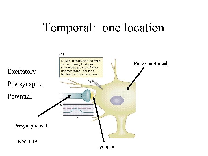 Temporal: one location Postsynaptic cell Excitatory Postsynaptic Potential Presynaptic cell KW 4 -19 synapse