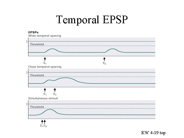 Temporal EPSP KW 4 -19 top 