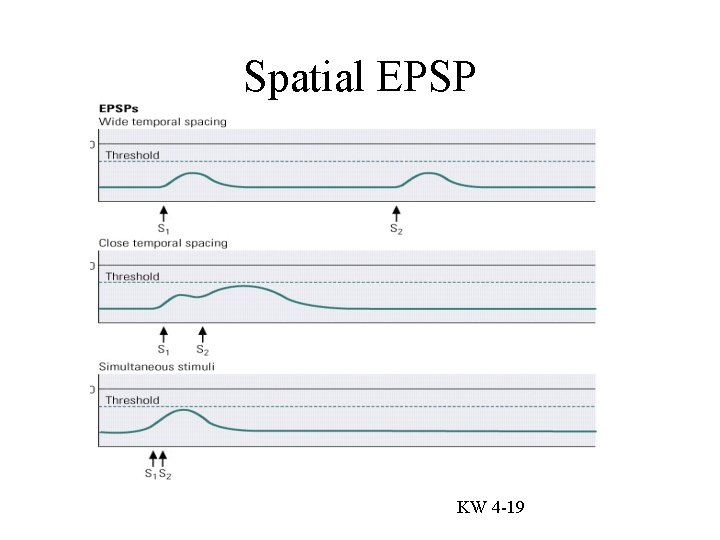 Spatial EPSP KW 4 -19 