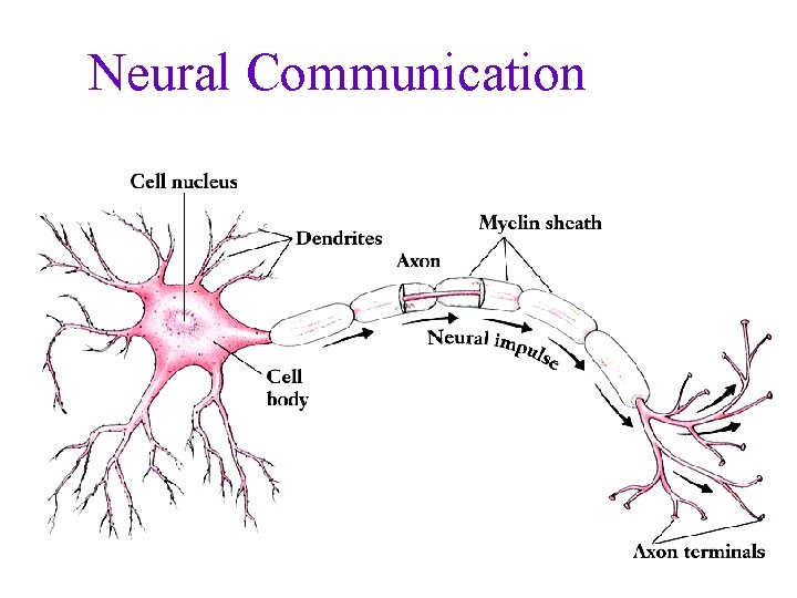Neural Communication 