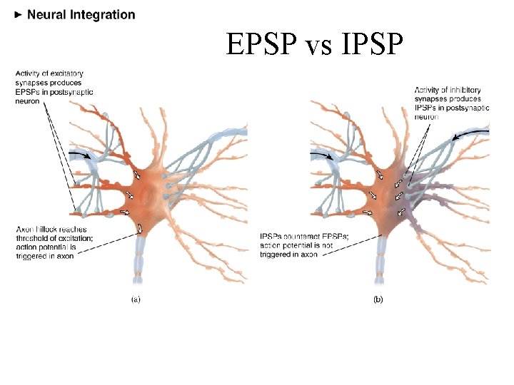 EPSP vs IPSP 