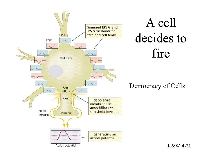 A cell decides to fire Democracy of Cells K&W 4 -21 