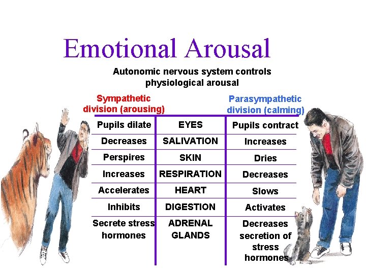 Emotional Arousal Autonomic nervous system controls physiological arousal Sympathetic division (arousing) Parasympathetic division (calming)