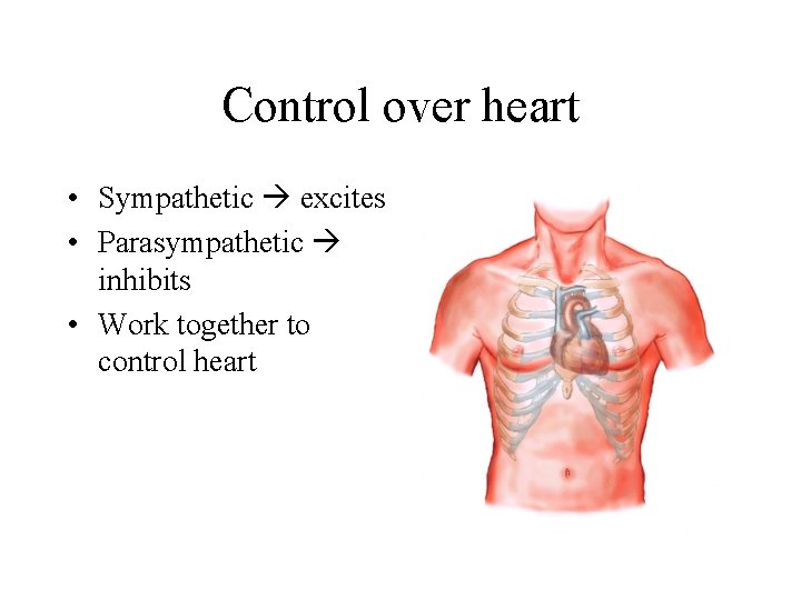 Control over heart • Sympathetic excites • Parasympathetic inhibits • Work together to control