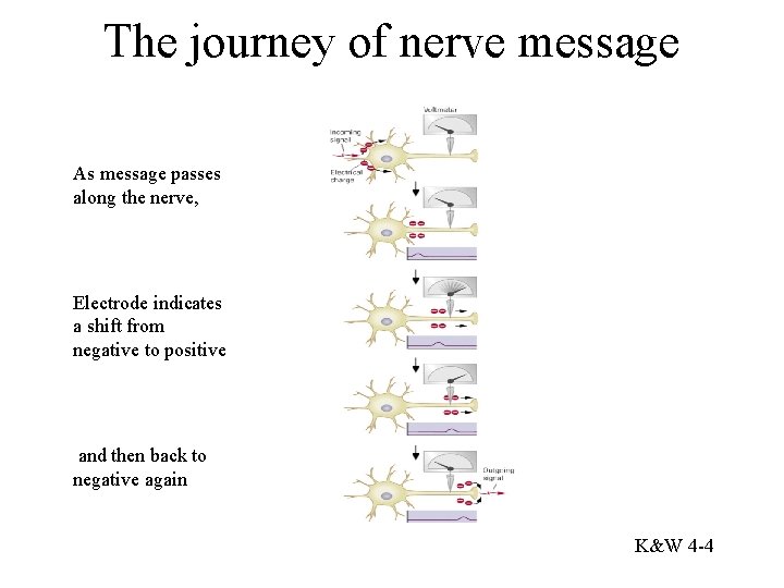 The journey of nerve message As message passes along the nerve, Electrode indicates a