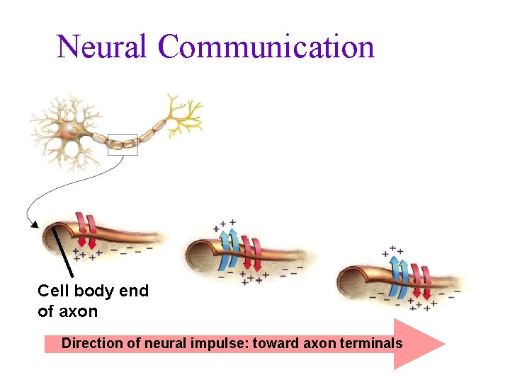 Neural Communication Cell body end of axon Direction of neural impulse: toward axon terminals