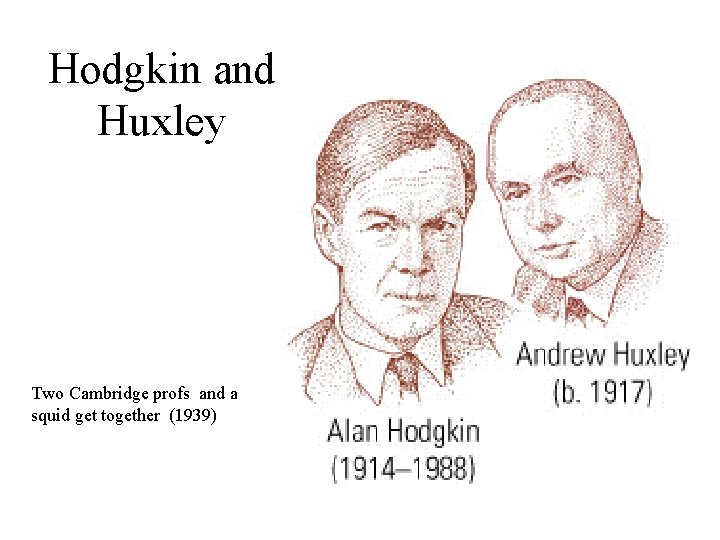 Hodgkin and Huxley Two Cambridge profs and a squid get together (1939) 