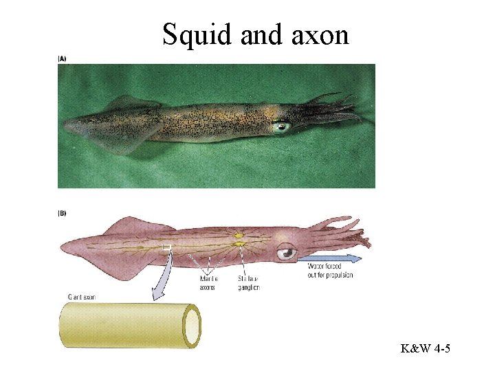 Squid and axon K&W 4 -5 