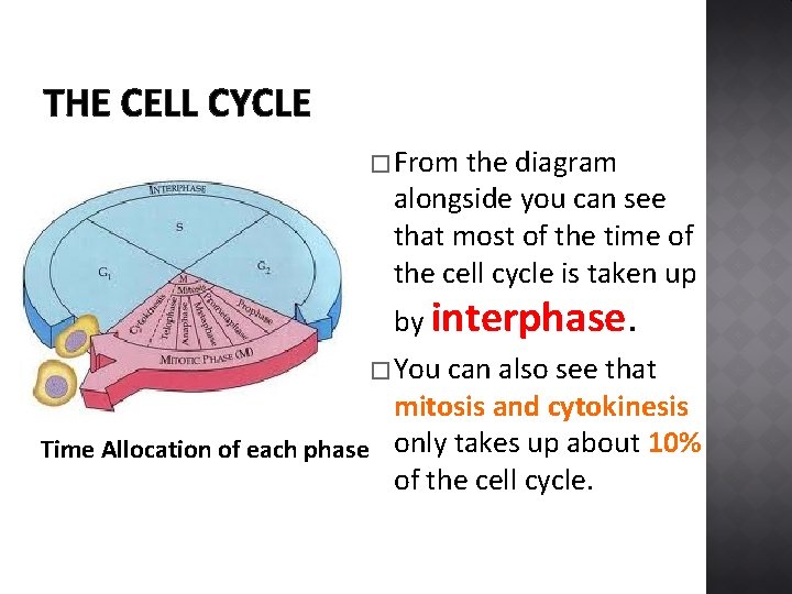 THE CELL CYCLE � From the diagram alongside you can see that most of