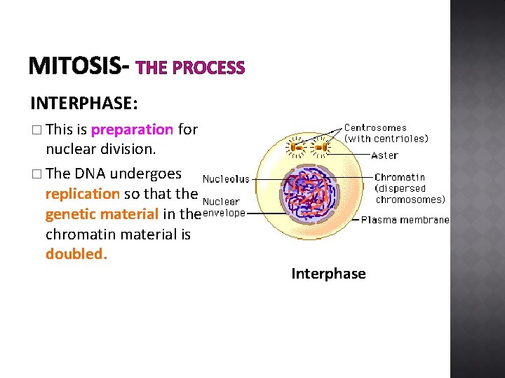 MITOSIS- THE PROCESS INTERPHASE: � This is preparation for nuclear division. � The DNA