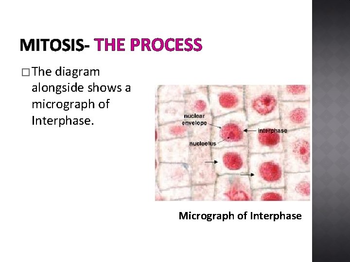 MITOSIS- THE PROCESS � The diagram alongside shows a micrograph of Interphase. Micrograph of