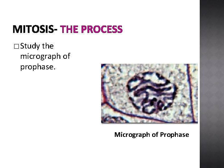 MITOSIS- THE PROCESS � Study the micrograph of prophase. Micrograph of Prophase 