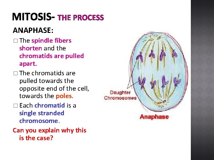 MITOSIS- THE PROCESS ANAPHASE: � The spindle fibers shorten and the chromatids are pulled