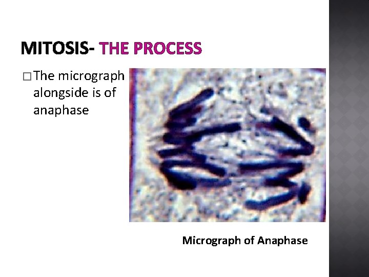 MITOSIS- THE PROCESS � The micrograph alongside is of anaphase Micrograph of Anaphase 