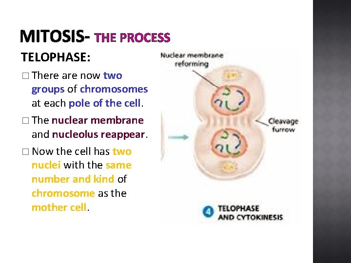 MITOSIS- THE PROCESS TELOPHASE: � There are now two groups of chromosomes at each