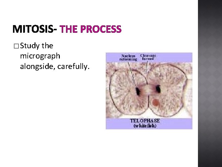 MITOSIS- THE PROCESS � Study the micrograph alongside, carefully. 