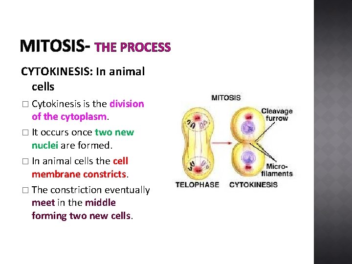 MITOSIS- THE PROCESS CYTOKINESIS: In animal cells Cytokinesis is the division of the cytoplasm.