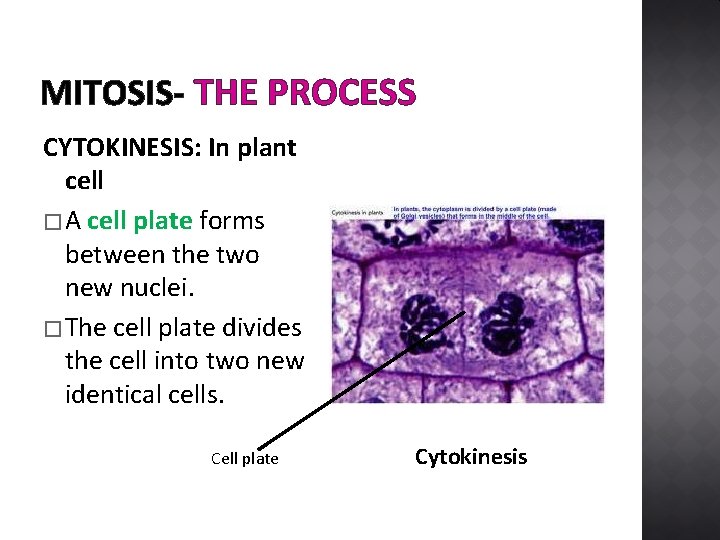 MITOSIS- THE PROCESS CYTOKINESIS: In plant cell � A cell plate forms between the