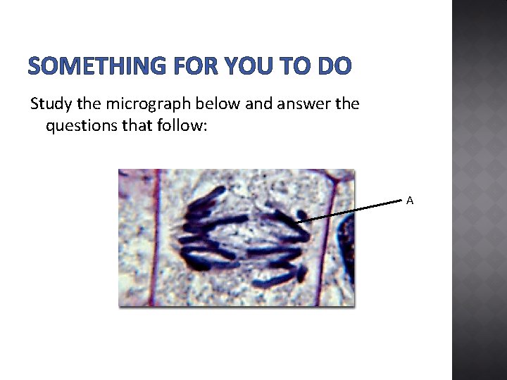 SOMETHING FOR YOU TO DO Study the micrograph below and answer the questions that