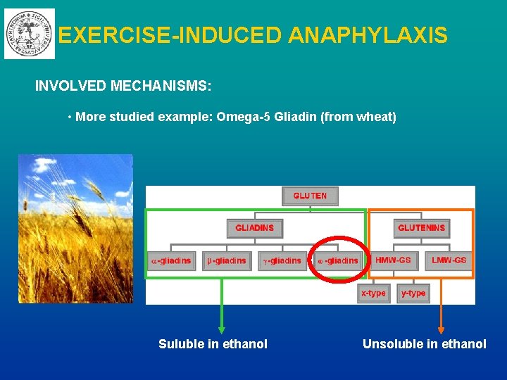 EXERCISE-INDUCED ANAPHYLAXIS INVOLVED MECHANISMS: • More studied example: Omega-5 Gliadin (from wheat) Suluble in
