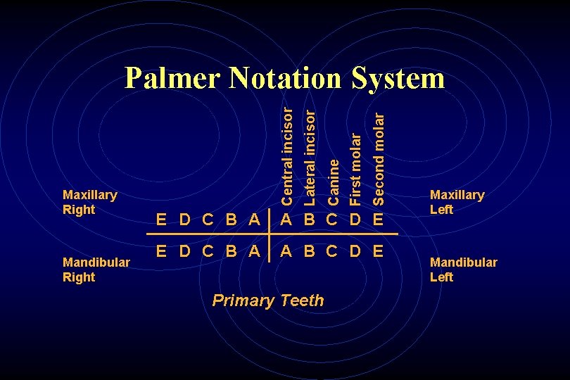 Mandibular Right Second molar First molar Canine Lateral incisor Maxillary Right Central incisor Palmer