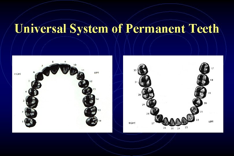 Universal System of Permanent Teeth 
