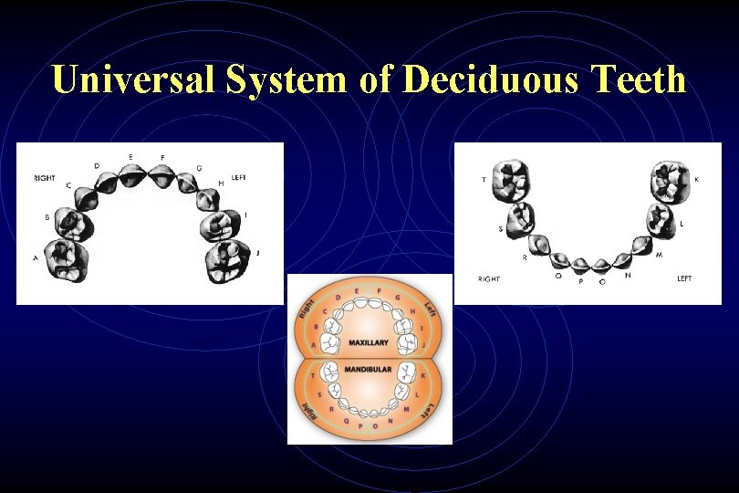 Universal System of Deciduous Teeth 