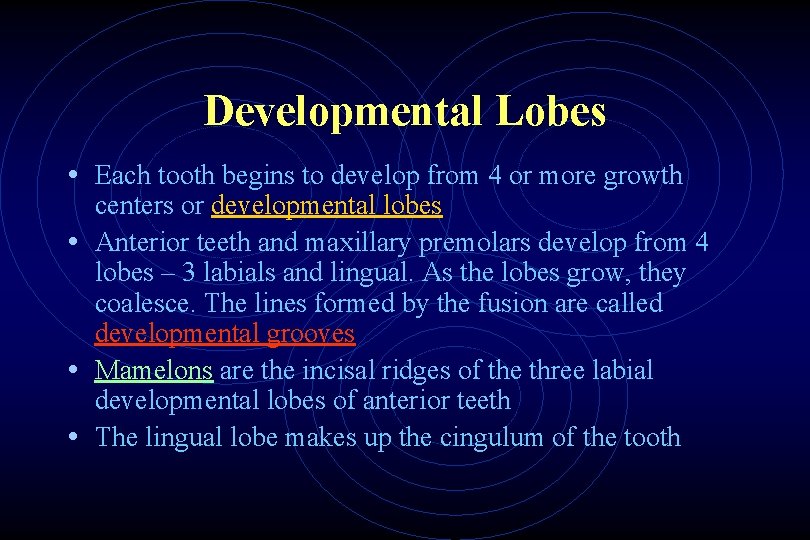 Developmental Lobes • Each tooth begins to develop from 4 or more growth centers