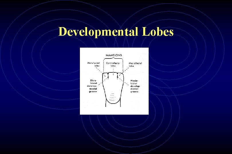 Developmental Lobes 