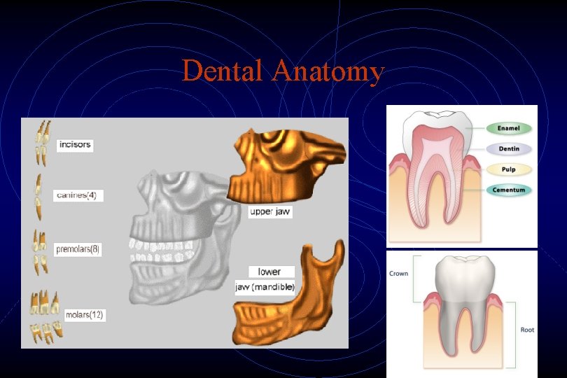 Dental Anatomy 