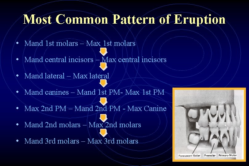 Most Common Pattern of Eruption • Mand 1 st molars – Max 1 st