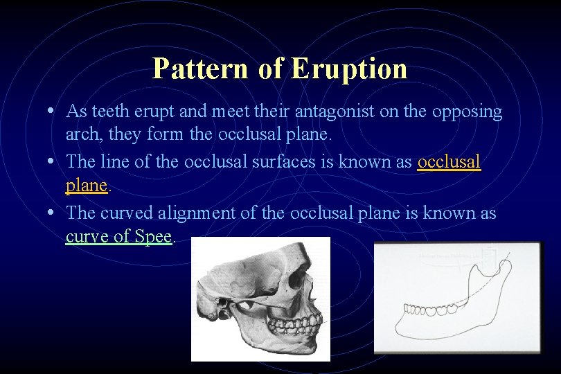 Pattern of Eruption • As teeth erupt and meet their antagonist on the opposing