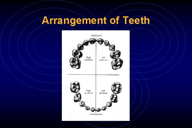 Arrangement of Teeth 