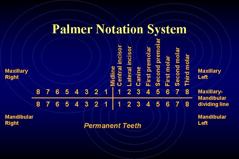 Mandibular Right Third molar Second molar First molar Second premolar First premolar Canine Maxillary